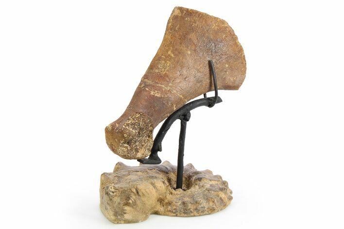 Plesiosaur Humerus Bone on Ammonite Stand - Asfla, Morocco #252371